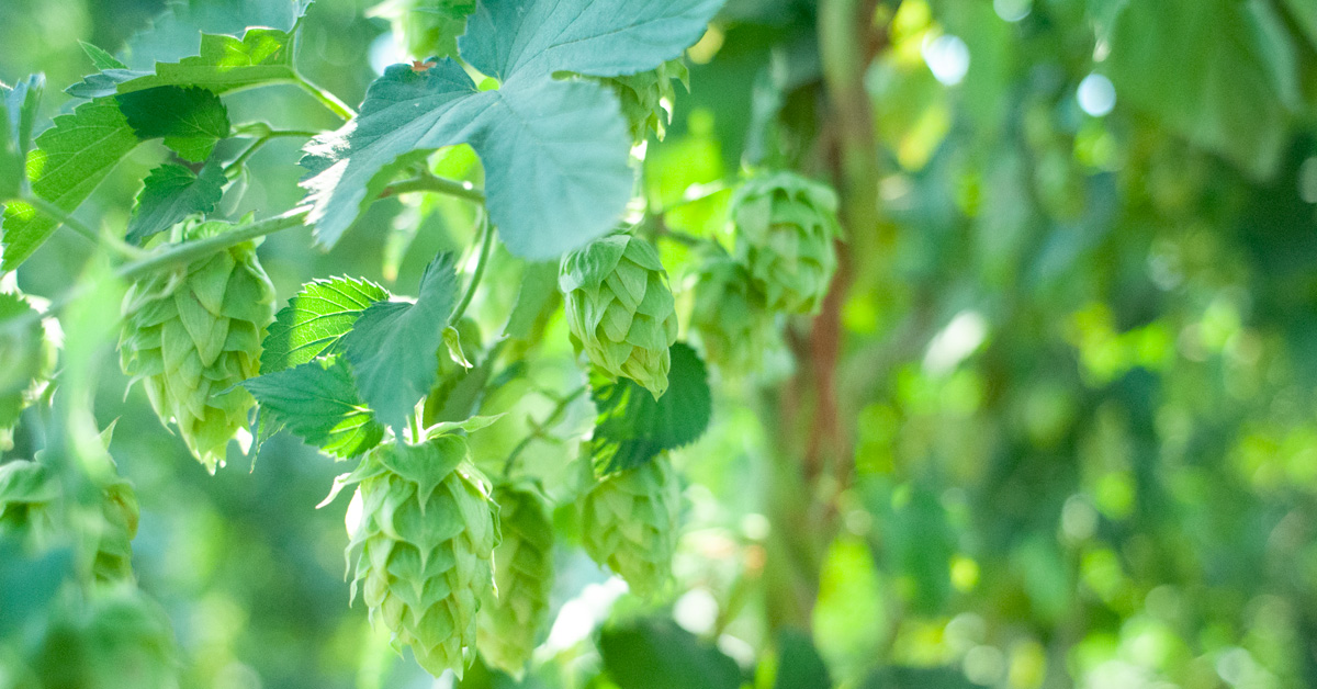 fresh hop cones