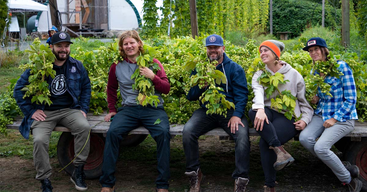 harvesting hops